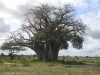 5_Baobab.JPG
