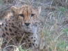 08_Cheetah.JPG